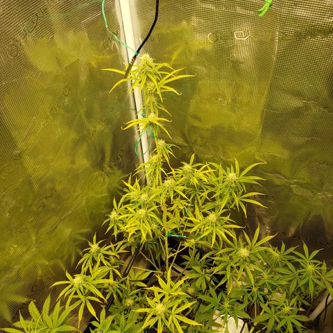 Geloctane  growlog photo: Olny a few weeks left 
