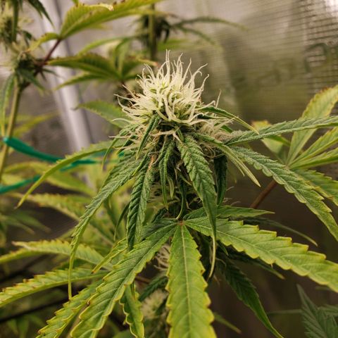 Geloctane  growlog photo: Olny a few weeks left 