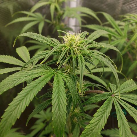Geloctane  growlog photo: Olny a few weeks left 