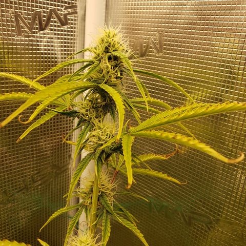 Geloctane  growlog photo: Olny a few weeks left 