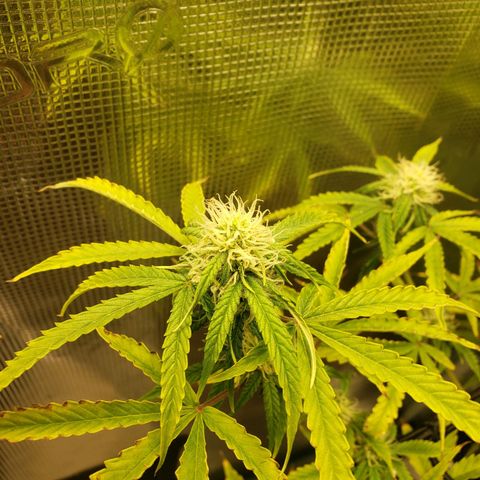 Geloctane  growlog photo: Olny a few weeks left 