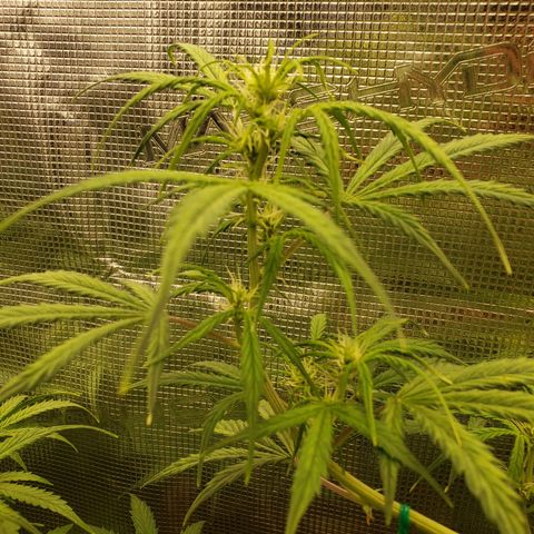 Geloctane  growlog photo: Olny a few weeks left 