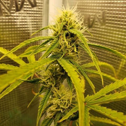 Geloctane  growlog photo: Olny a few weeks left 