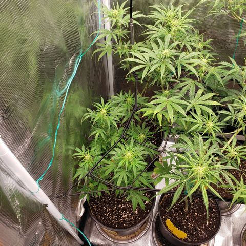 Geloctane  growlog photo: Looking better 