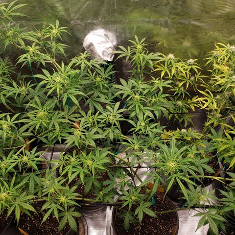 Geloctane  growlog photo: Looking better 