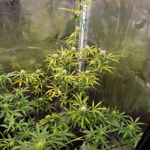 Geloctane  growlog photo: Looking better 