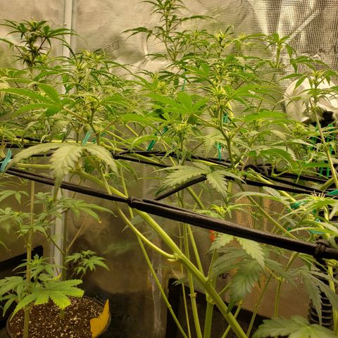 Geloctane  growlog photo: Looking better 
