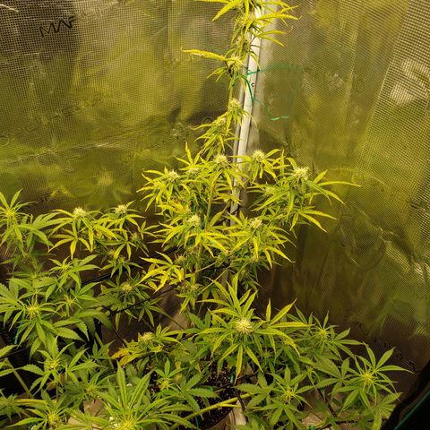 Geloctane  growlog photo: Looking better 