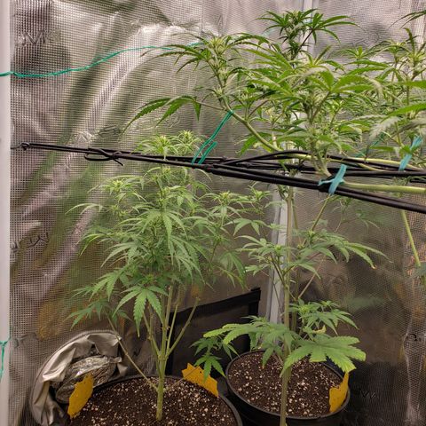 Geloctane  growlog photo: Looking better 
