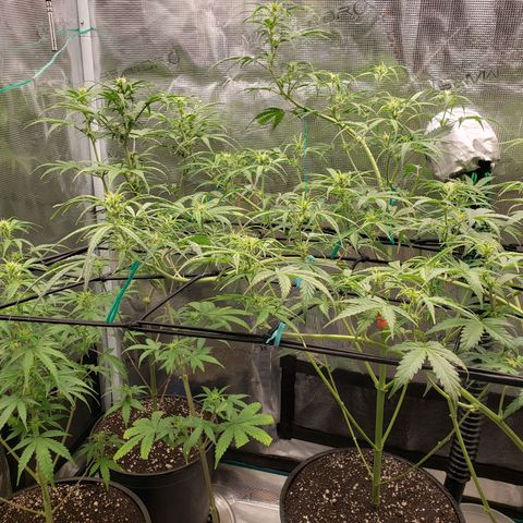 Geloctane  growlog photo: Looking better 