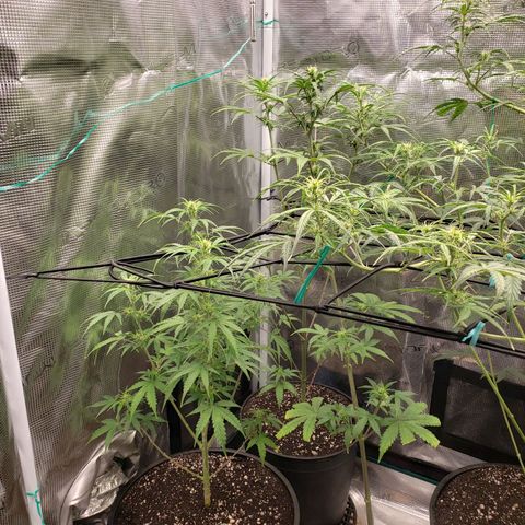 Geloctane  growlog photo: Looking better 