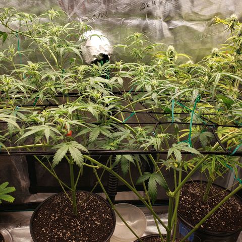 Geloctane  growlog photo: Looking better 