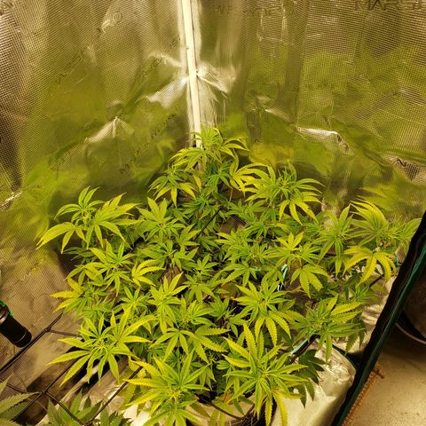 Geloctane  growlog photo: Looking better 