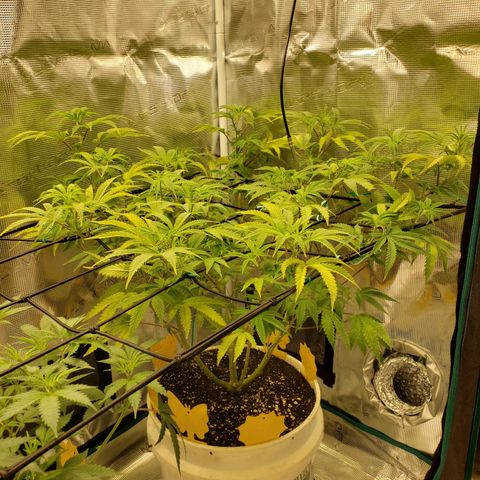 Geloctane  growlog photo: Looking better 