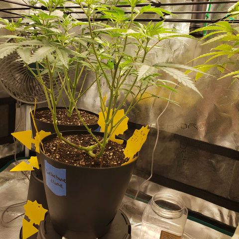 Geloctane  growlog photo: Looking better 