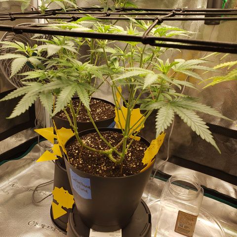 Geloctane  growlog photo: Looking better 