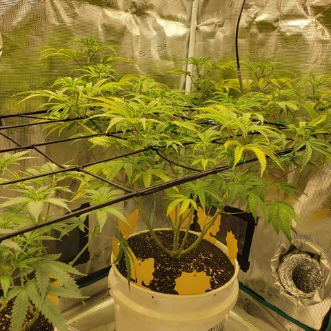 Geloctane  growlog photo: Looking better 