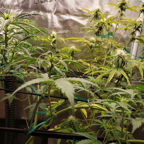 Geloctane  growlog photo: Looking better 