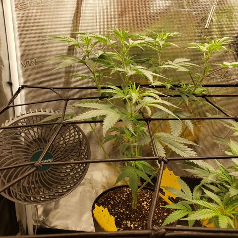Geloctane  growlog photo: Looking better 