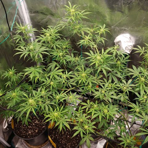 Geloctane  growlog photo: Looking better 
