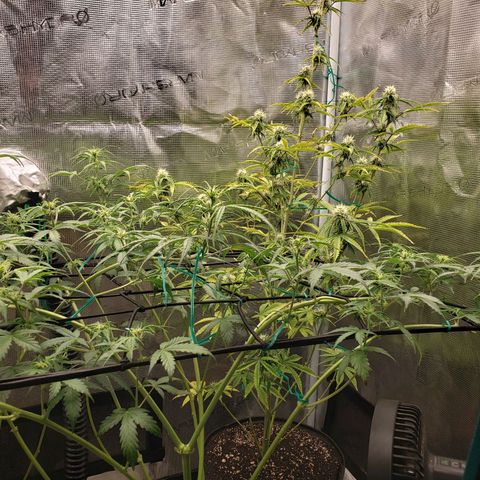 Geloctane  growlog photo: Looking better 