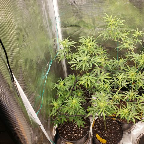 Geloctane  growlog photo: Looking better 