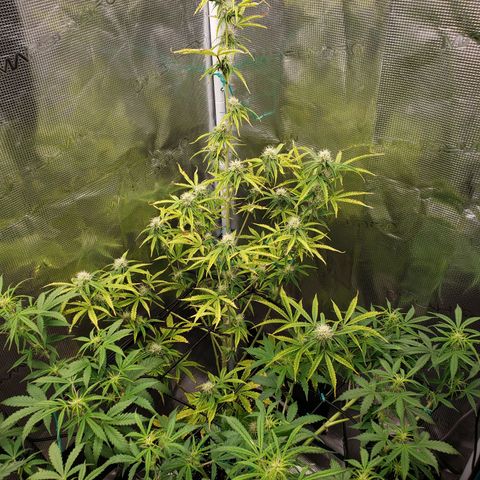Geloctane  growlog photo: Looking better 