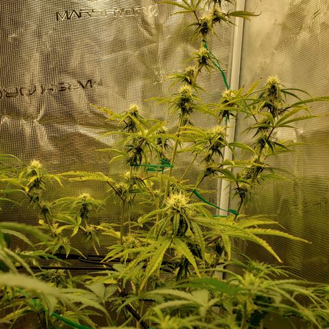 Geloctane  growlog photo: Looking better 