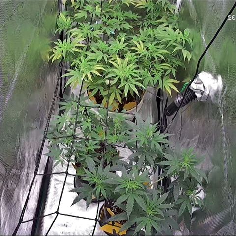 Geloctane  growlog photo: Looking better 