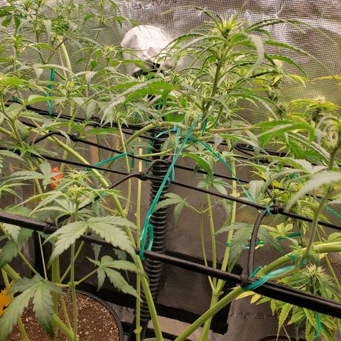 Geloctane  growlog photo: Looking better 