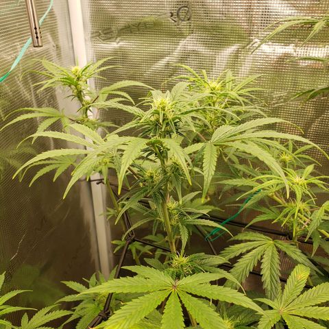 Geloctane  growlog photo: Looking better 