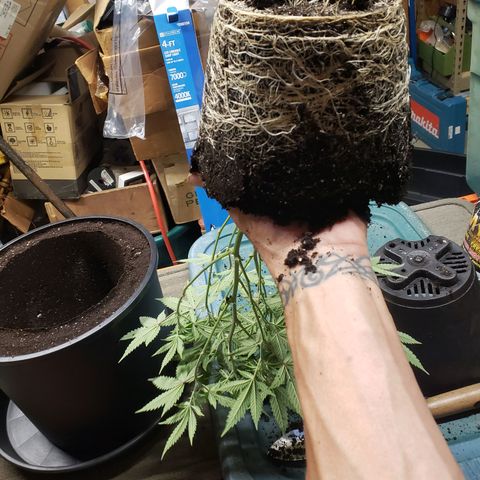 Geloctane  growlog photo: Transplanted 1 geloctane clone 12:00pm