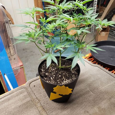 Geloctane  growlog photo: Transplanted 1 geloctane clone 12:00pm