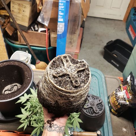 Geloctane  growlog photo: Transplanted 1 geloctane clone 12:00pm