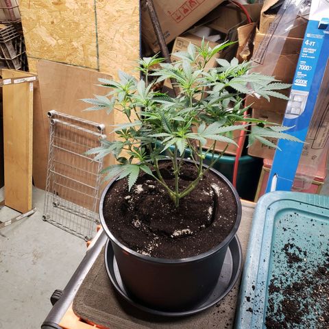 Geloctane  growlog photo: Transplanted 1 geloctane clone 12:00pm