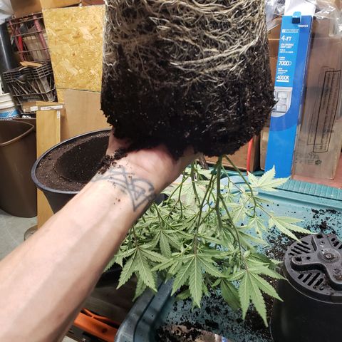 Geloctane  growlog photo: Transplanted 1 geloctane clone 12:00pm