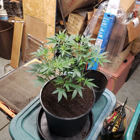 Geloctane  growlog photo: Transplanted 1 geloctane clone 12:00pm