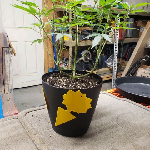 Geloctane  growlog photo: Transplanted 1 geloctane clone 12:00pm