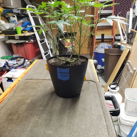 Geloctane  growlog photo: Transplanted 1 geloctane clone 12:00pm