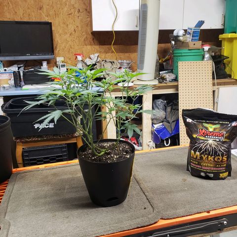 Geloctane  growlog photo: Transplanted 1 geloctane clone 12:00pm