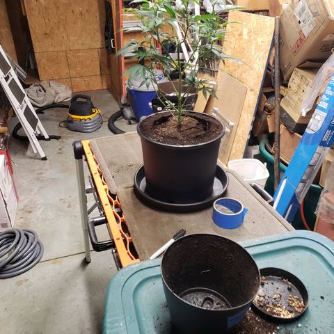 Geloctane  growlog photo: Geloctane clone