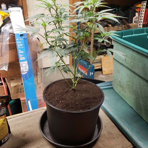Geloctane  growlog photo: Geloctane clone
