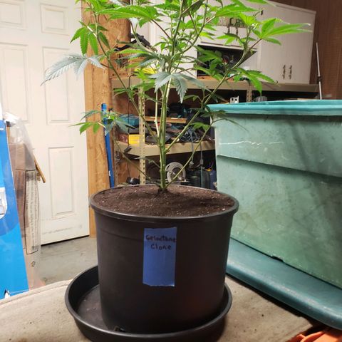 Geloctane  growlog photo: Geloctane clone
