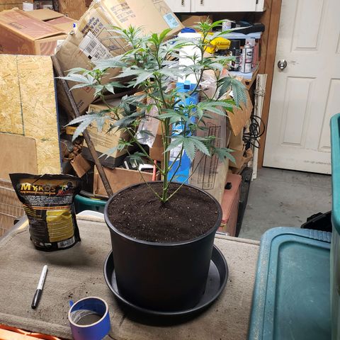 Geloctane  growlog photo: Geloctane clone