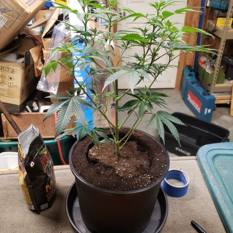 Geloctane  growlog photo: Geloctane clone