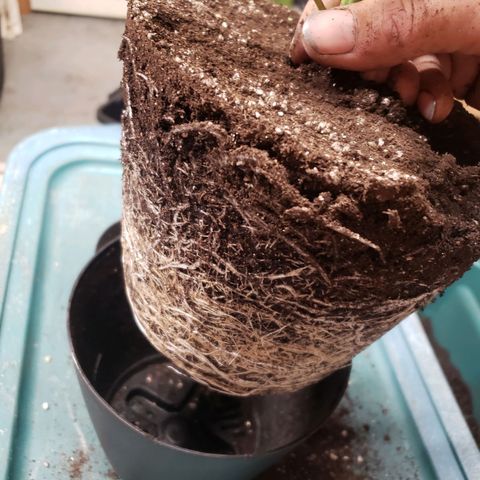 Geloctane  growlog photo: Geloctane clone