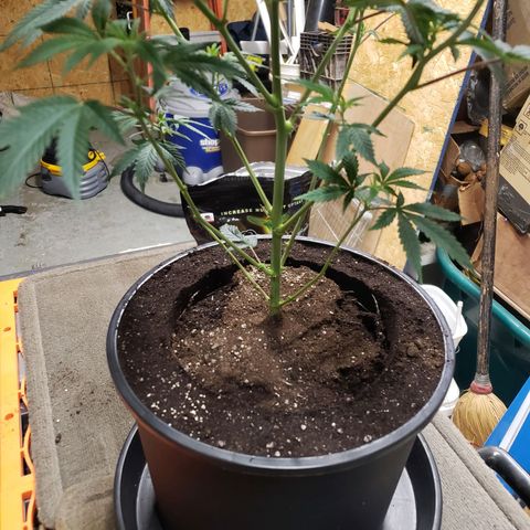 Geloctane  growlog photo: Geloctane clone
