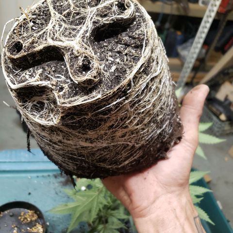 Geloctane  growlog photo: Geloctane clone