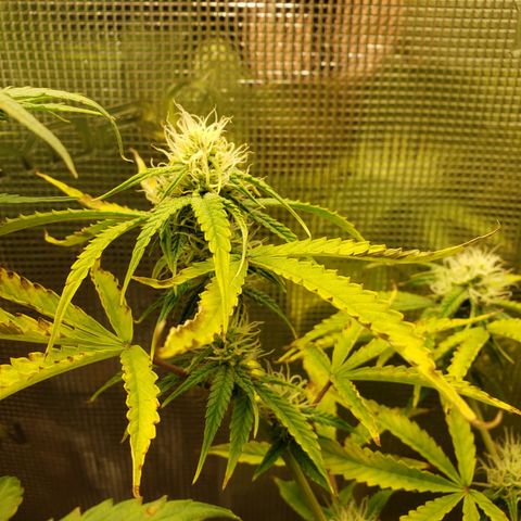 Geloctane  growlog photo: Can't wait for the super skunk to be finished