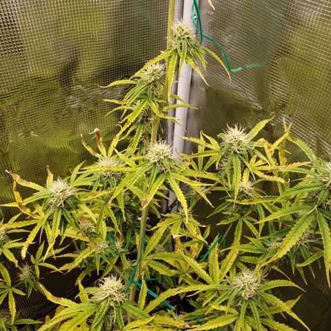 Geloctane  growlog photo: Can't wait for the super skunk to be finished